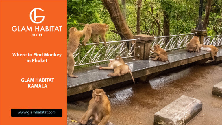 Où trouver des singes à Phuket